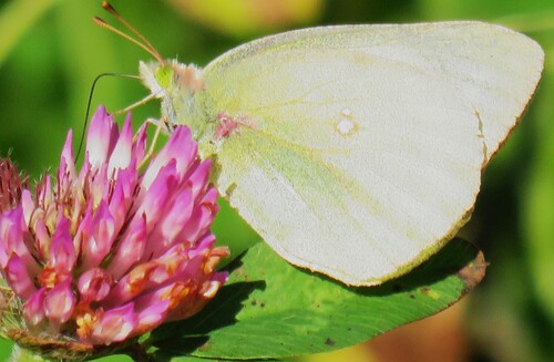 Clouded Sulphur