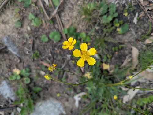 Ranunculus lappaceus observed 2026-10-09