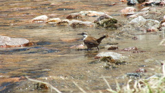 Cinclodes atacamensis