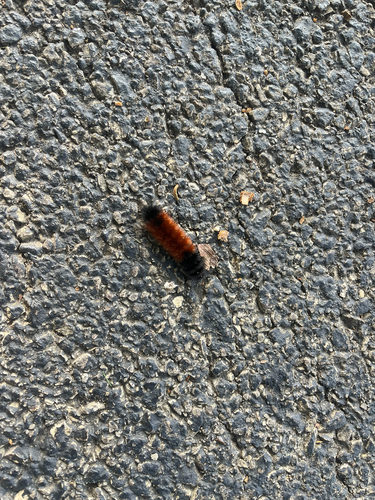 Isabella Tiger Moth