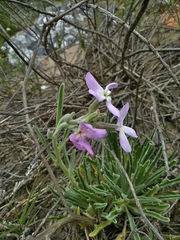 Matthiola sinuata