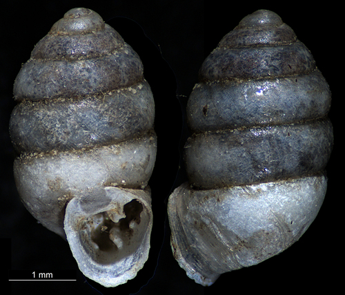 Gastrocopta observed 2026-09-08