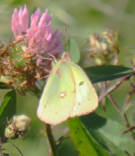 Clouded Sulphur