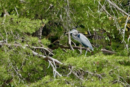 Great Blue Heron