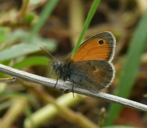 Small Heath