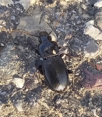Pterostichus melas