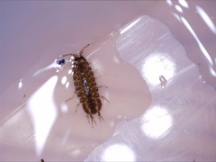 Asellus aquaticus