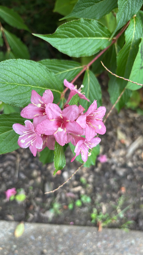 Weigela florida observed 2026-10-09