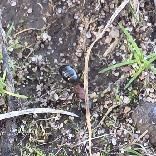 New York Carpenter Ant