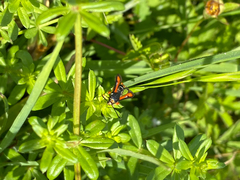 Pyropteron chrysidiforme