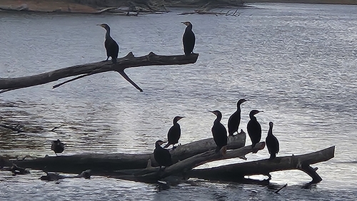 Great Cormorant