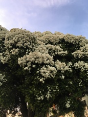 Melaleuca alternifolia