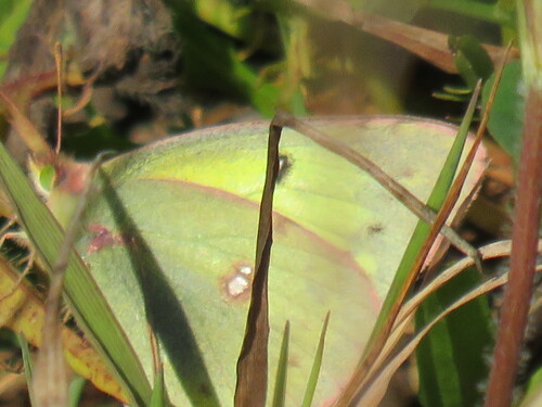 Clouded Sulphur