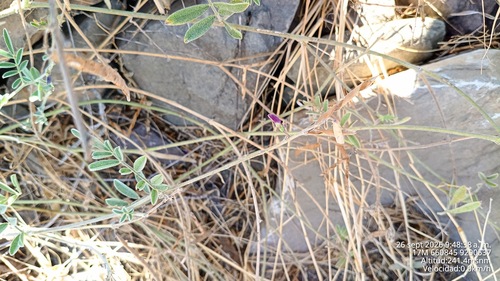 Tephrosia cinerea observed 2026-09-26