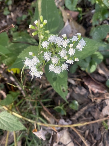 white snakeroot