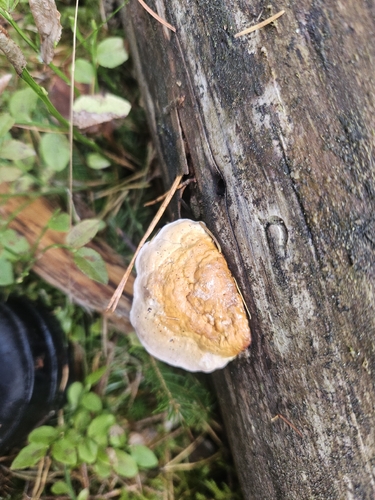 Red-banded Polypore