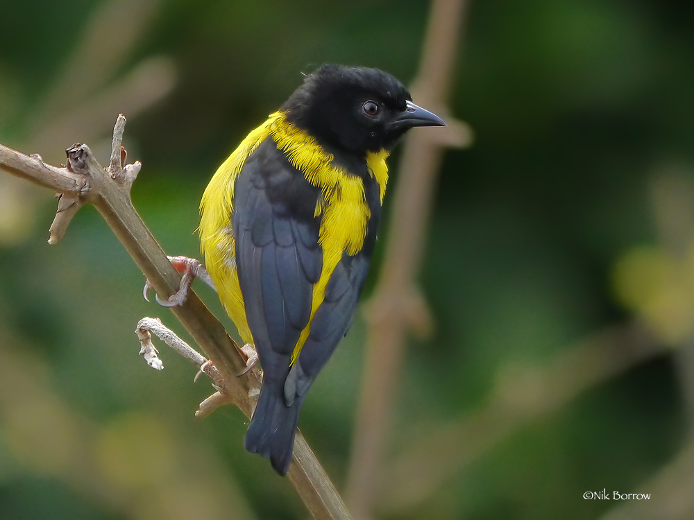 Brown-Capped Weaver