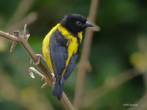 Brown-capped Weaver