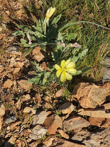 desert evening-primrose