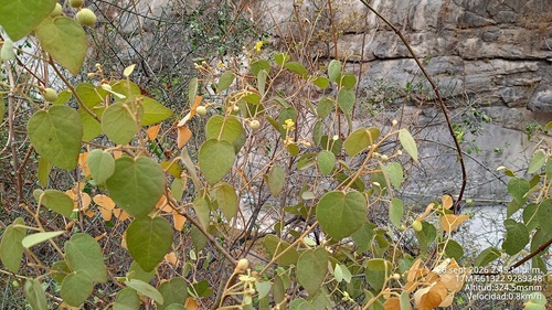 Capparicordis crotonoides, 2026-09-26