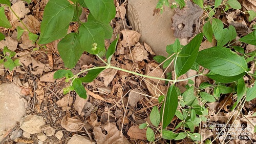 Alternanthera halimifolia observed 2026-09-26