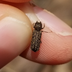 Lichenophanes bicornis