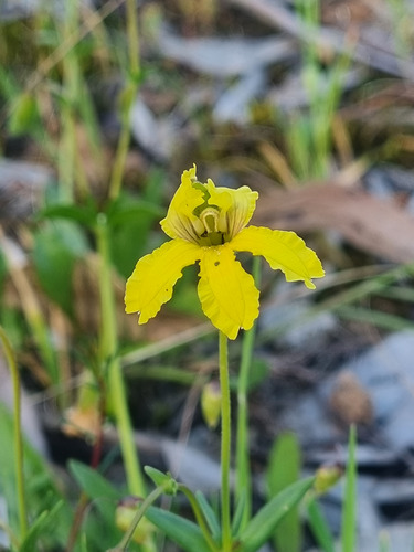 Goodenia paradoxa observed 2026-10-06