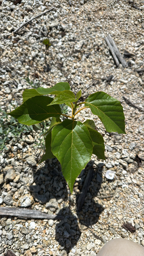 Cordia subcordata observed 2026-10-09