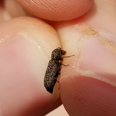 Lichenophanes bicornis