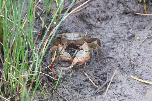 Chasmagnathus observed 2026-10-07