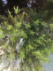 Melaleuca alternifolia