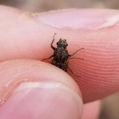 Lichenophanes bicornis