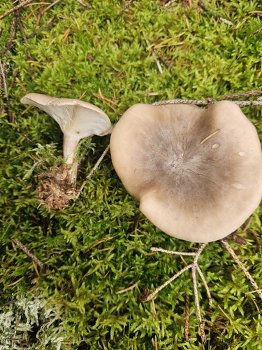 Cloudy Clitocybe