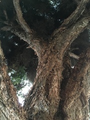 Melaleuca alternifolia