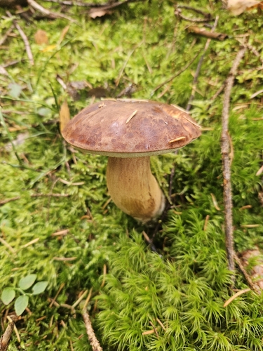 Bay Bolete