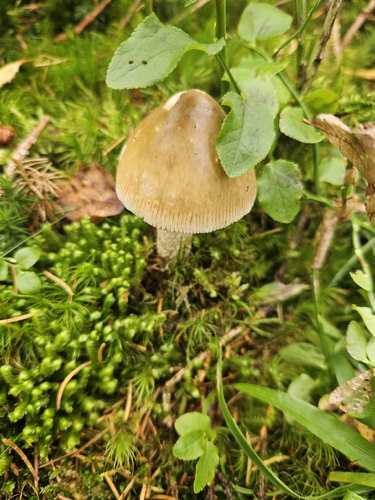 Peeling Paint Ringless Amanita
