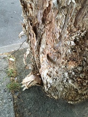 Melaleuca alternifolia