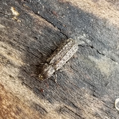 Lichenophanes bicornis