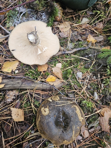 Ugly Milkcap