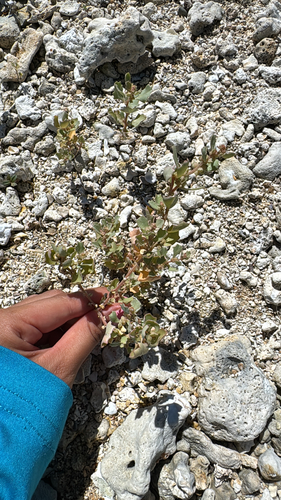 Atriplex, 2026-10-09