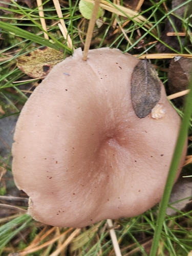 Grey Milkcap