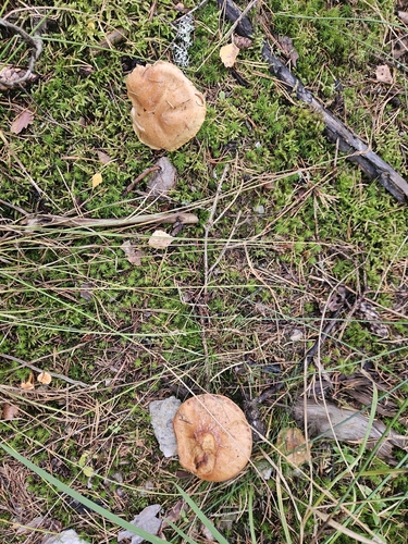 Larch Bolete