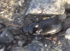 Pterostichus melas