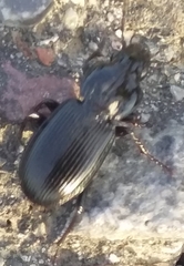 Pterostichus melas