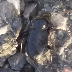 Pterostichus melas