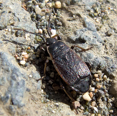 Pyrrhocoris marginatus