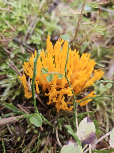 Jelly-antler
