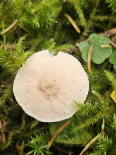 Pearly Powdercap