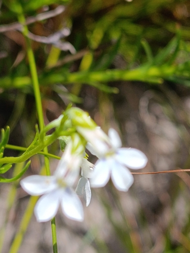 Lobelia pinifolia, 2026-10-09