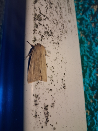 Large Wainscot Moth